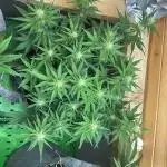 Fastbuds 420