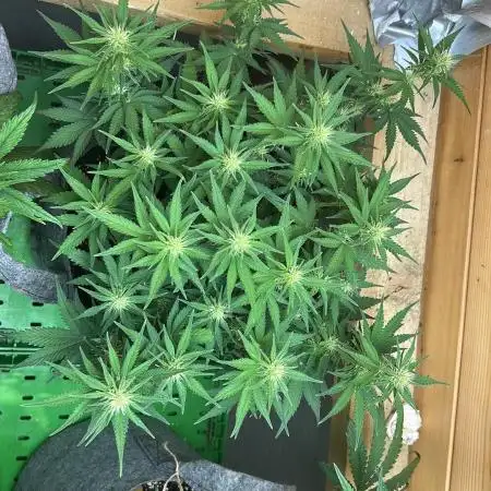 Fastbuds 420