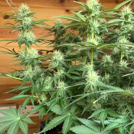 Fastbuds 420