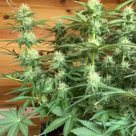 Fastbuds 420