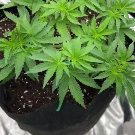 Fastbuds 420