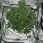 Gorilla melon