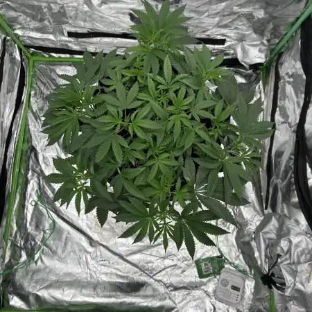 Gorilla melon