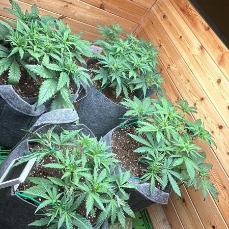 Fastbuds 420