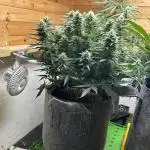Fastbuds 420