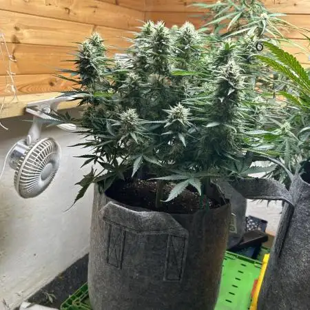 Fastbuds 420