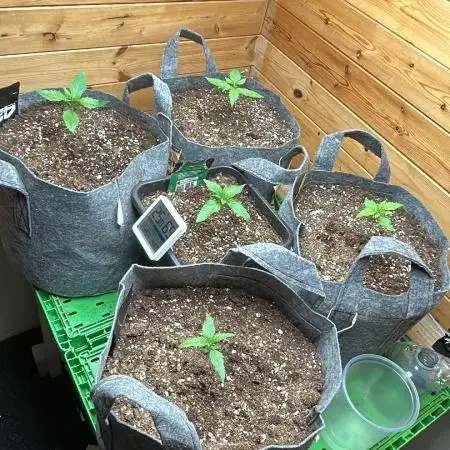 Fastbuds 420