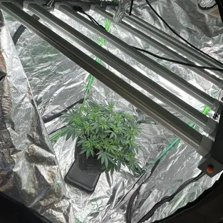 Gorilla melon