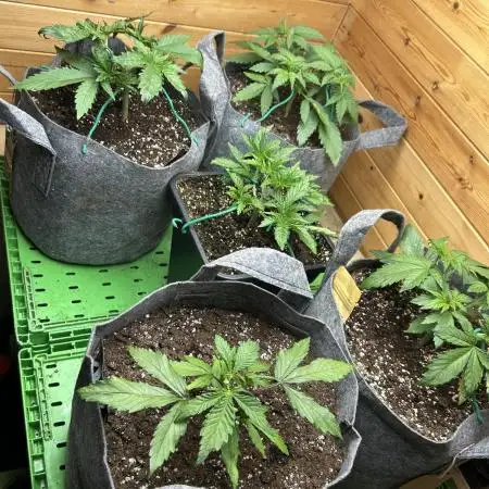 Fastbuds 420
