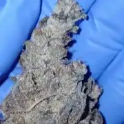 Purple Lemonade FF Fast Buds