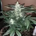 FastBuds GSC