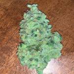 Zkittlez Autoflower