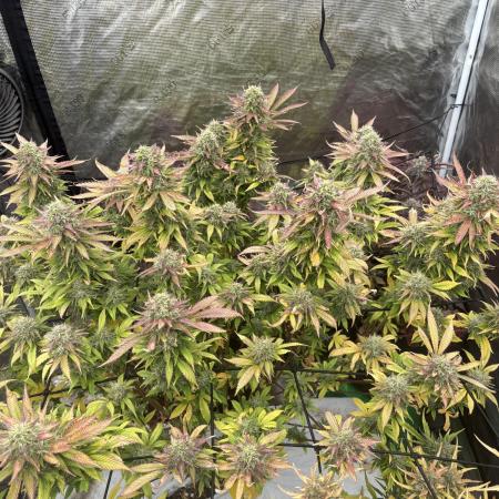 Blue Cheese