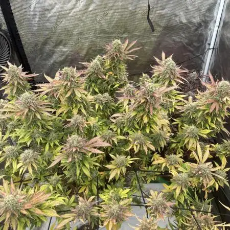 Blue Cheese