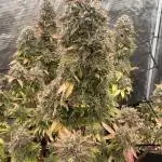 Blue Cheese