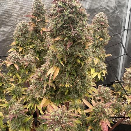 Blue Cheese