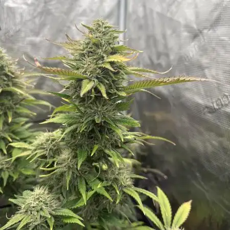 Blue Cheese
