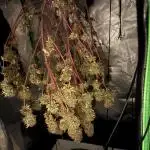 Blue Cheese