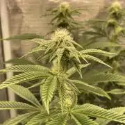 Platinum Kush Breath Remix