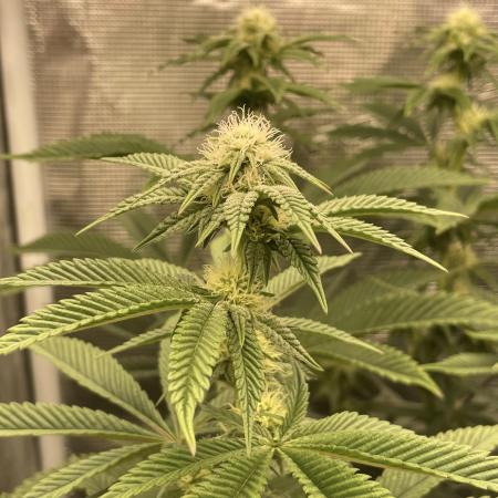 Platinum Kush Breath Remix