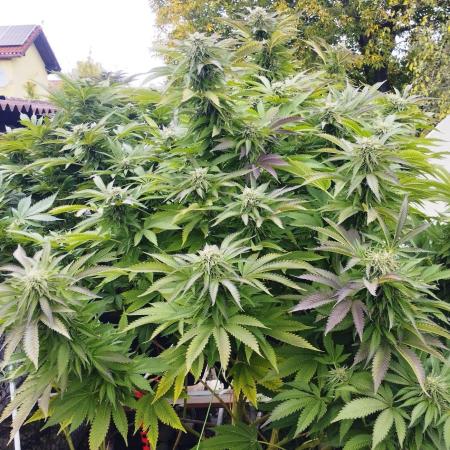 Legal Outdoor Grow