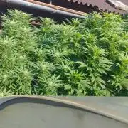 Legal Outdoor Grow 2026