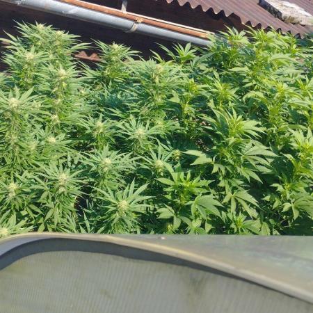Legal Outdoor Grow 2026