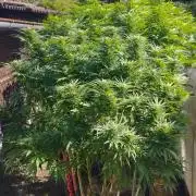Legal Outdoor Grow
