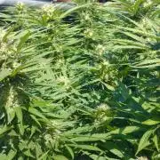 Legal Outdoor Grow 2026
