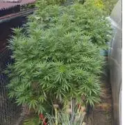 Legal Outdoor Grow 2026