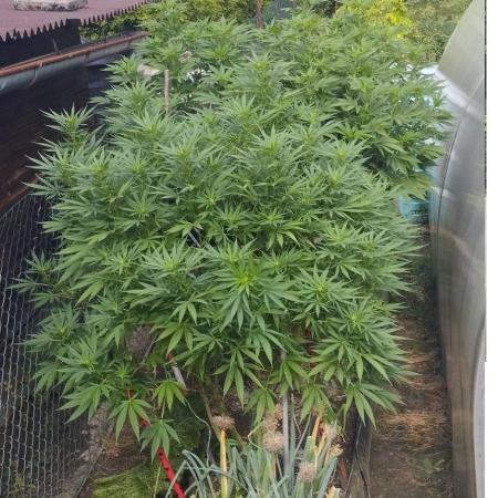 Legal Outdoor Grow 2026