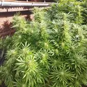 Legal Outdoor Grow