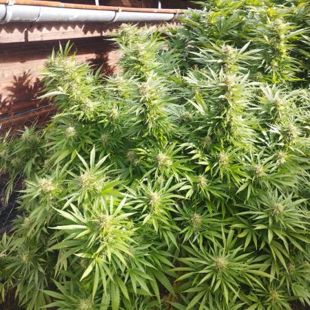Legal Outdoor Grow