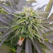 Legal Outdoor Grow