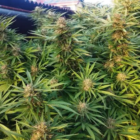 Legal Outdoor Grow