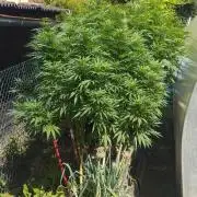 Legal Outdoor Grow 2026