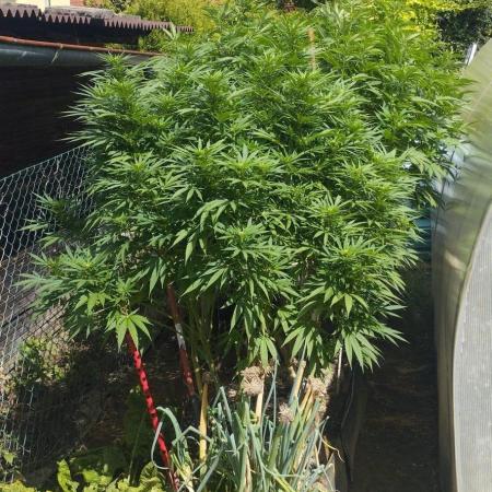 Legal Outdoor Grow 2026