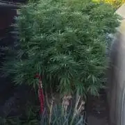 Legal Outdoor Grow 2026