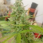 (afghan kush auto) poor Summer part 1