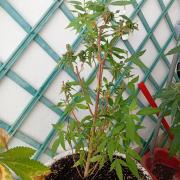 N13 kush re veg