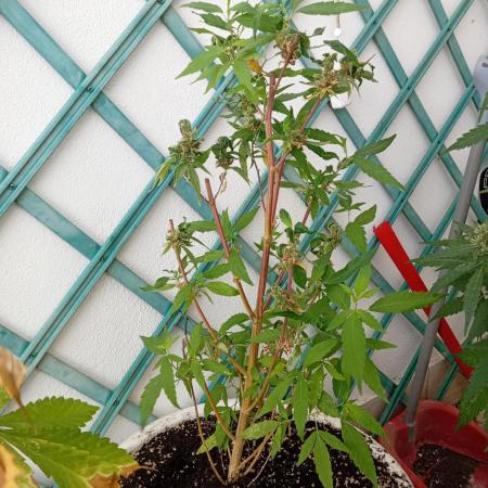 N13 kush re veg