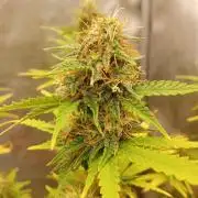 Old glory&lowcost,auto critical buddha