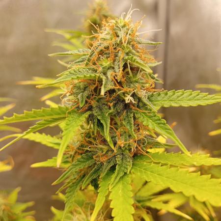 Old glory&lowcost,auto critical buddha