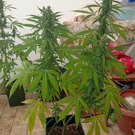(afghan kush auto) poor Summer part 1