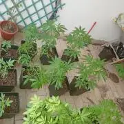 (afghan kush auto) poor Summer part 1
