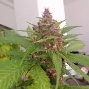 Banana purple punchRF3 Poor Summer part2