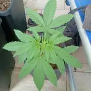 (Lemon mandarine) Poor Summer extra part