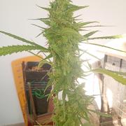 (afghan kush auto) poor Summer part 1