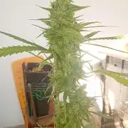 (afghan kush auto) poor Summer part 1