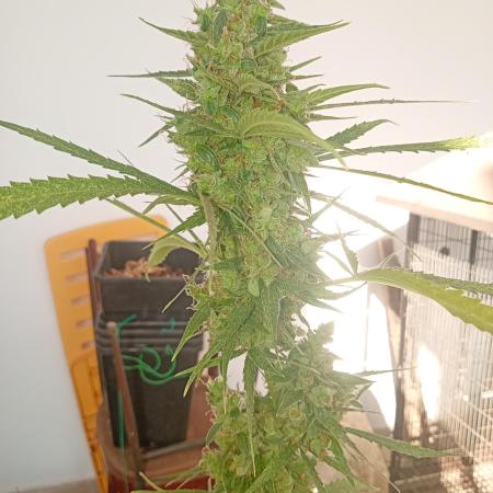 (afghan kush auto) poor Summer part 1